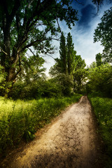 Obraz premium einsamer weg führt durch den wald