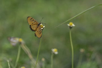 Plain Tiger butterfly sucking nectar from yellow flowers .