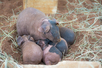 Skinny Pig (a hairless guinea pig) family.