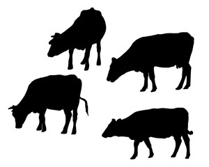Set of realistic silhouettes of cow, isolated on white background