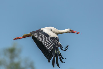 storch im flug