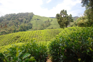 Fototapeta na wymiar Beautiful tea plantations of Cameron Highlands in Malaysia