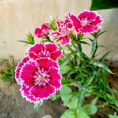Close up colorful Dianthus flower in garden