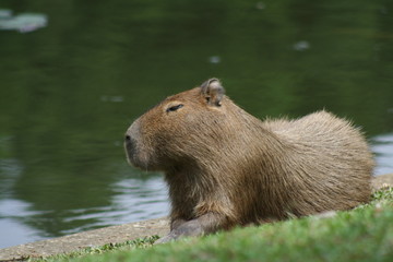 Fototapeta premium capybara