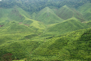 Beautiful panorama of tea plantations in Cameron Highlands, Malaysia