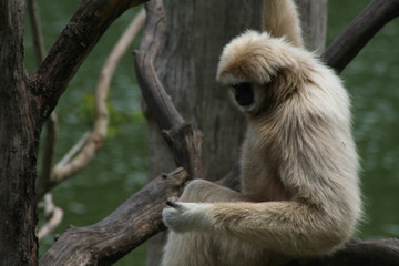 gibbon