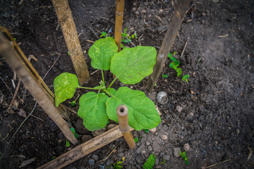 Top view Young eggplant tree growing in the garden