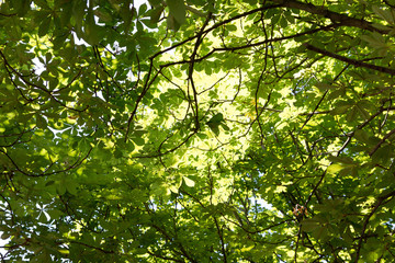 Fototapeta na wymiar rich green leaves roof of chestnuts 
