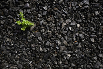Plants growing after summer rain