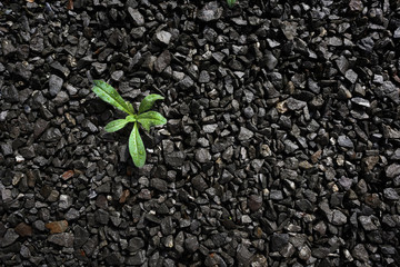 Plants growing after summer rain