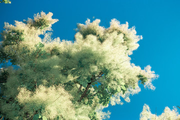 Naklejka premium Blue sky & tree