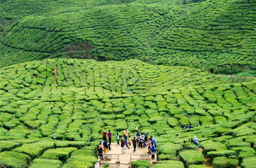 Beautiful tea plantations of Cameron Highlands in Malaysia - obrazy, fototapety, plakaty