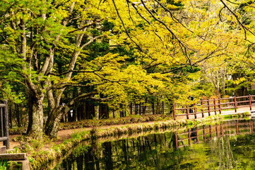 Obraz premium 新緑の雲場池と笑顔の雲