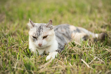 Naklejka na ściany i meble kitty on the grassland