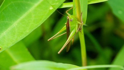  Cricket Insect .