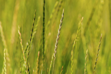  background green spikelets of wild nature grass