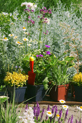 Garden works - planting and care of perennials / Geranium & Molinia & Hosta  & Veronica prostrata Aztec Gold