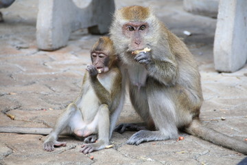 The monkey is at the temple of Thailand.