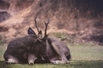 male sambar deer lying on dirt field