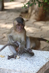 The monkey is at the temple of Thailand.