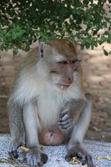The monkey is at the temple of Thailand.