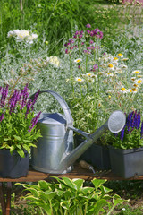 Fototapeta Garden works - planting and care of perennials / Salvia Sensation Deep Rose & Salvia Marcus & Hosta obraz