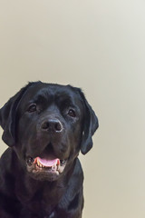 Portrait of young black labrador