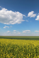Obraz premium Agriculture, blossoming canola and green cultivated wheat field in spring with blue sky and white clouds