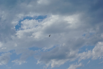 Fototapeta premium Rondine in volo