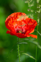 Poppy 004