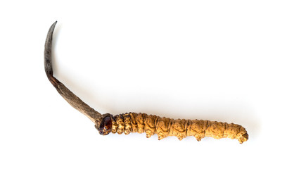 Ophiocordyceps sinensis (CHONG CAO, DONG CHONG XIA CAO) or mushroom cordyceps this is a herbs on isolated background. Medicinal properties in the treatment of diseases. National organic medicine.