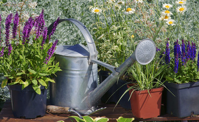 Garden works - planting and care of perennials / Salvia Sensation Deep Rose & Salvia Marcus & Molinia - obrazy, fototapety, plakaty