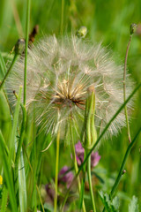 Dandelion 