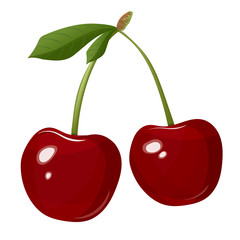 Cherry Isolated on white background. Vector illustration