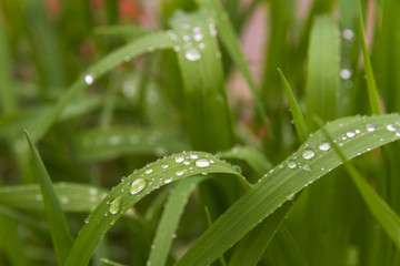 Naklejka premium grass after rain