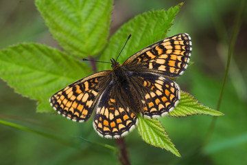 Heath Fritillary on bramble leaf, Luckett, Cornwall, UK