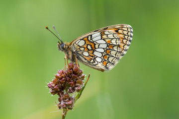 Heath Fritillary underwing on wildflower head, Luckett, Cornwall, UK