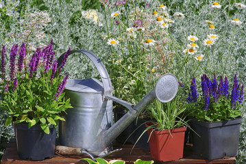 Garden works - planting and care of perennials / Salvia Sensation Deep Rose & Salvia Marcus & Molinia - obrazy, fototapety, plakaty