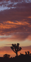 Joshua Tree at Sunset