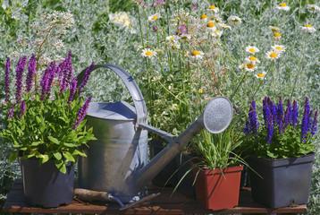 Fototapeta Garden works - planting and care of perennials / Salvia Sensation Deep Rose & Salvia Marcus & Molinia obraz