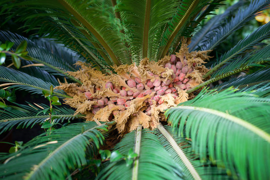 Sago palm - Cycas revoluta. Closeup.