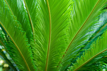 Naklejka na ściany i meble Leaves of Sago palm - Cycas revoluta.