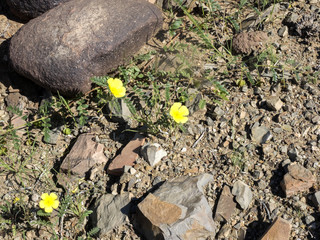 Small flowers in spring in central Namibia.