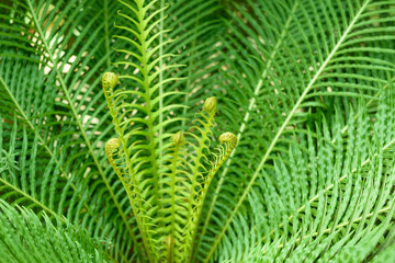 Fern Blechnum Gibbum. Selective focus. © Vladimir Arndt