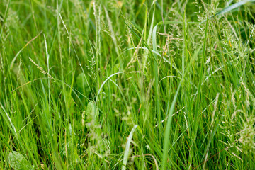 Green grass texture 