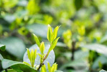 close up of tea leaf
