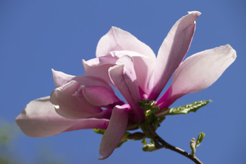 Purple magnolia flower on a tree