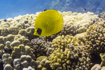 Naklejka na ściany i meble Maskarill Maskenfalterfisch im Korallenriff in Ägypten
