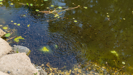 Large number of tadpoles in the pond.