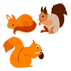 a set of squirrels who eat a nut and sleep redheads